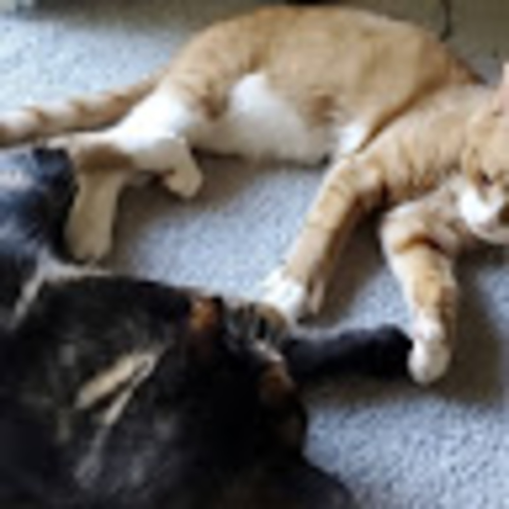 Meet your Posher, Sidra